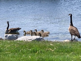 A family of geese at Lakeshore State Park